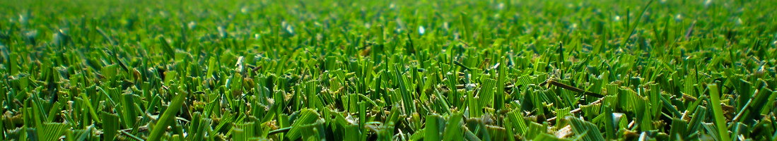 Grass image
